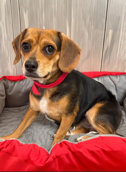 Enlarge Riley in TX, a Adoptable Beagle in Cranston, RI image 1/1