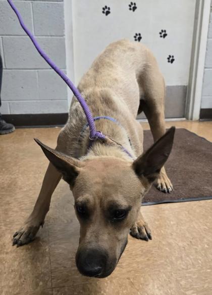 Brandi, Adoptable, Adult Female Shepherd & Mixed Breed.