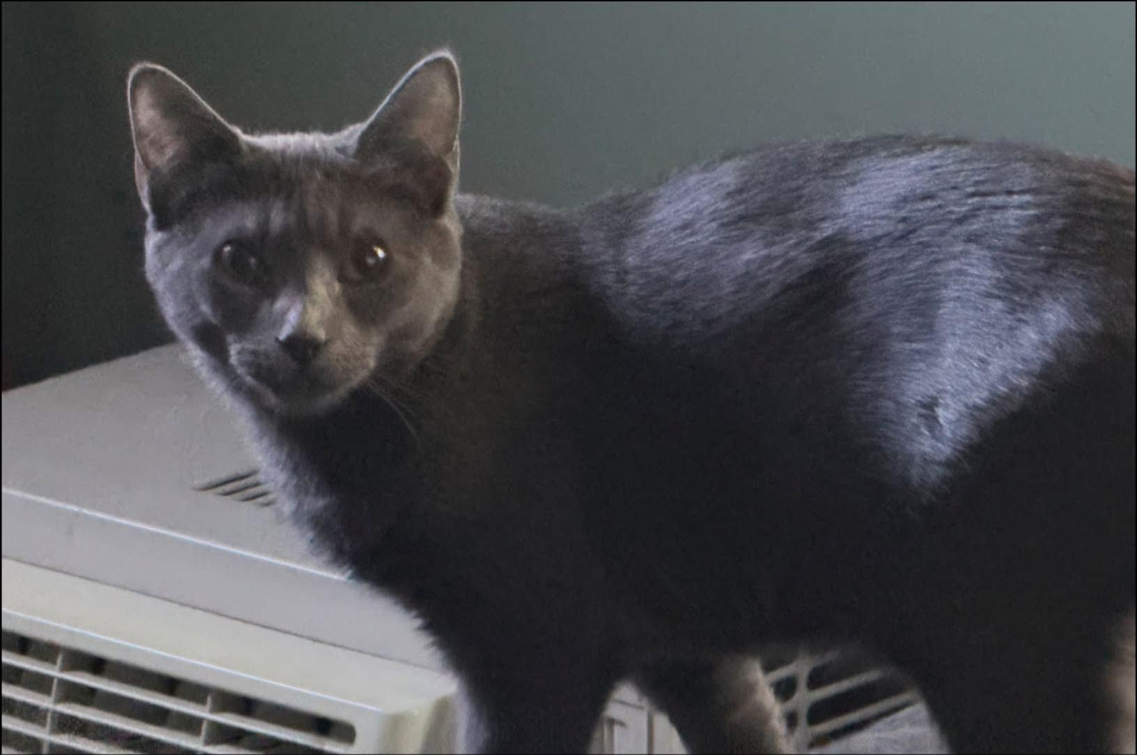 Enlarge Oscar and Felix, a Adoptable Domestic Short Hair in New Britain, CT image 1/3
