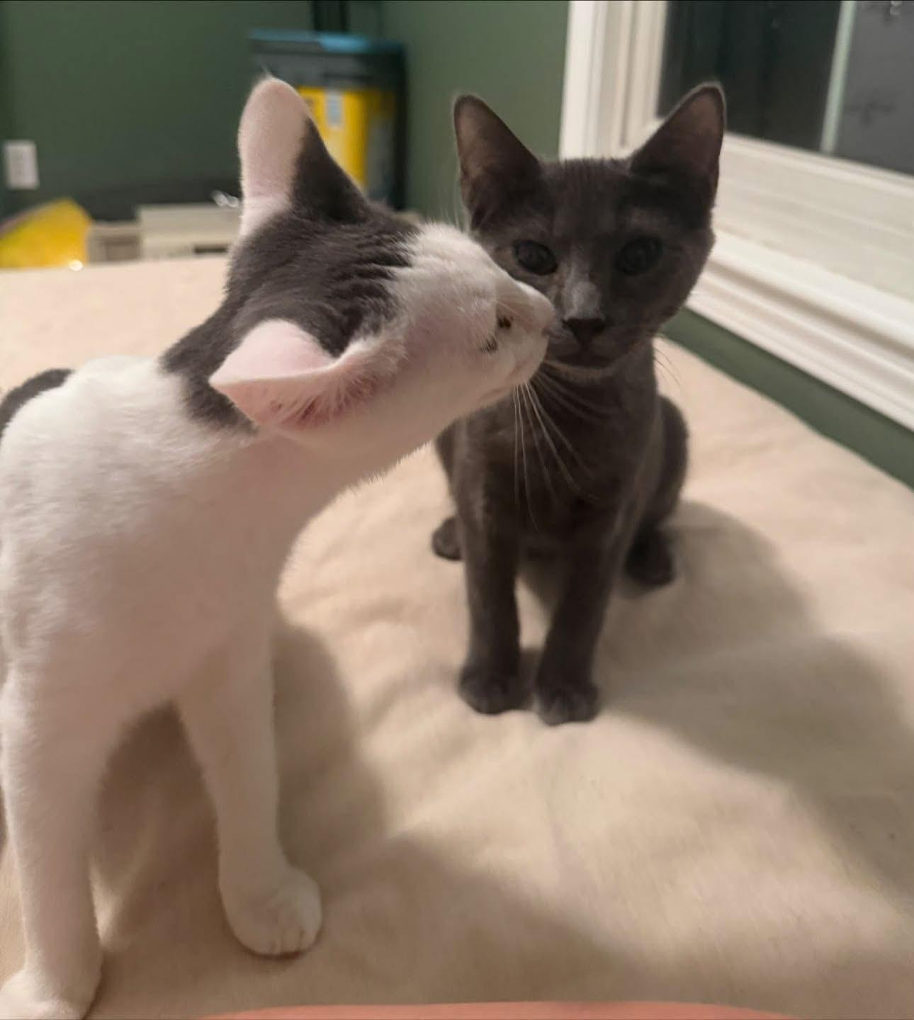 Enlarge Oscar and Felix, a Adoptable Domestic Short Hair in New Britain, CT image 2/3