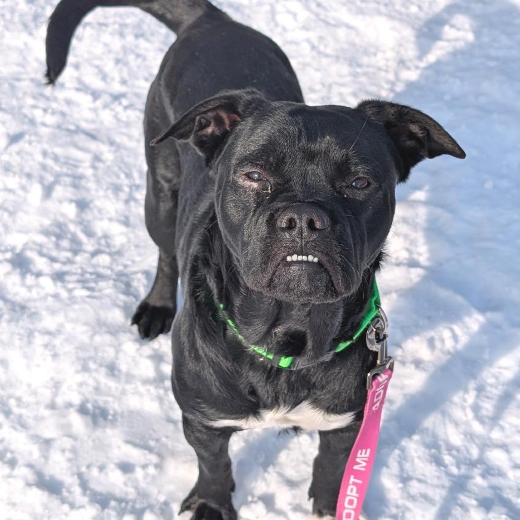 Chopper, Adoptable, Young Male Mixed Breed.