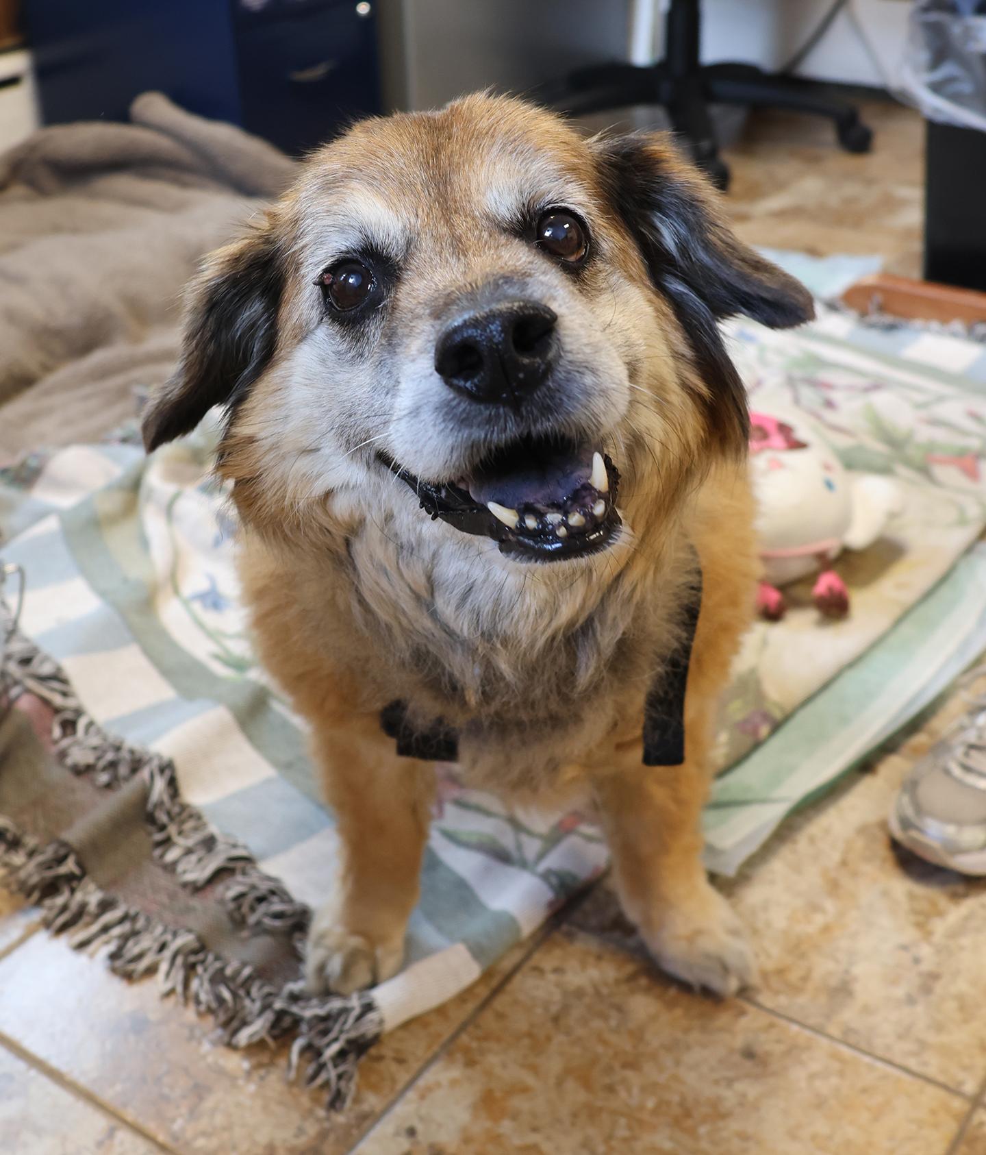 Enlarge Fluffy, a Adoptable mixed breed in Harrison, NY image 4/4