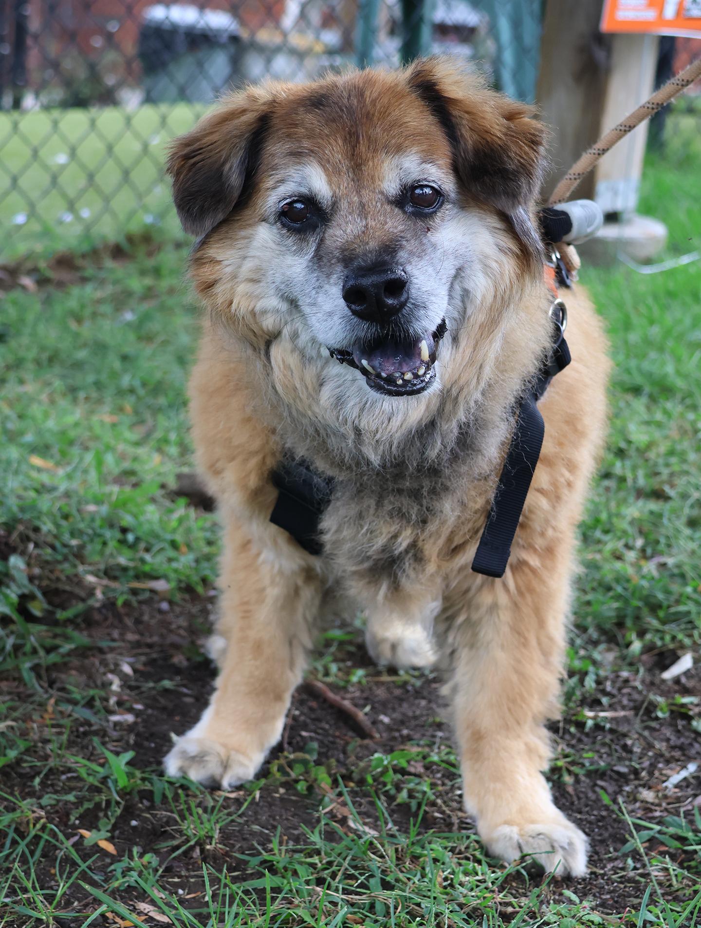 Enlarge Fluffy, a Adoptable mixed breed in Harrison, NY image 2/4