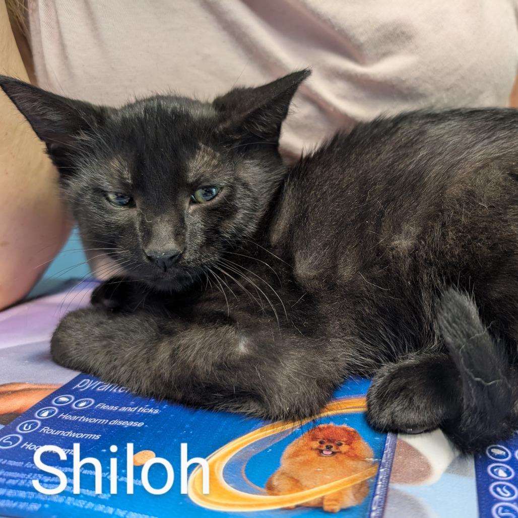 Enlarge Shiloh, a Adoptable Domestic Short Hair in Downers Grove, IL image 1/1