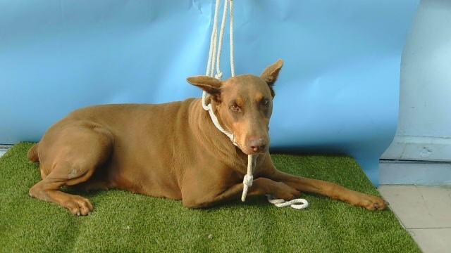 CLARA, Adoptable, Adult Female Doberman Pinscher.