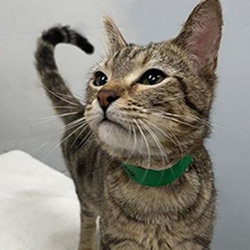 Enlarge Fantasma, a Adoptable Domestic Short Hair in Edwardsville, IL image 1/1
