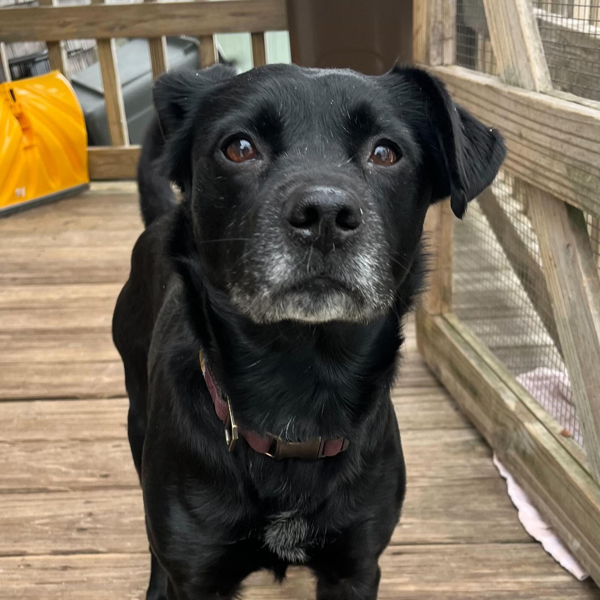 Knight, a ADOPTABLE Mixed Breed in New Bedford, MA image 2/3
