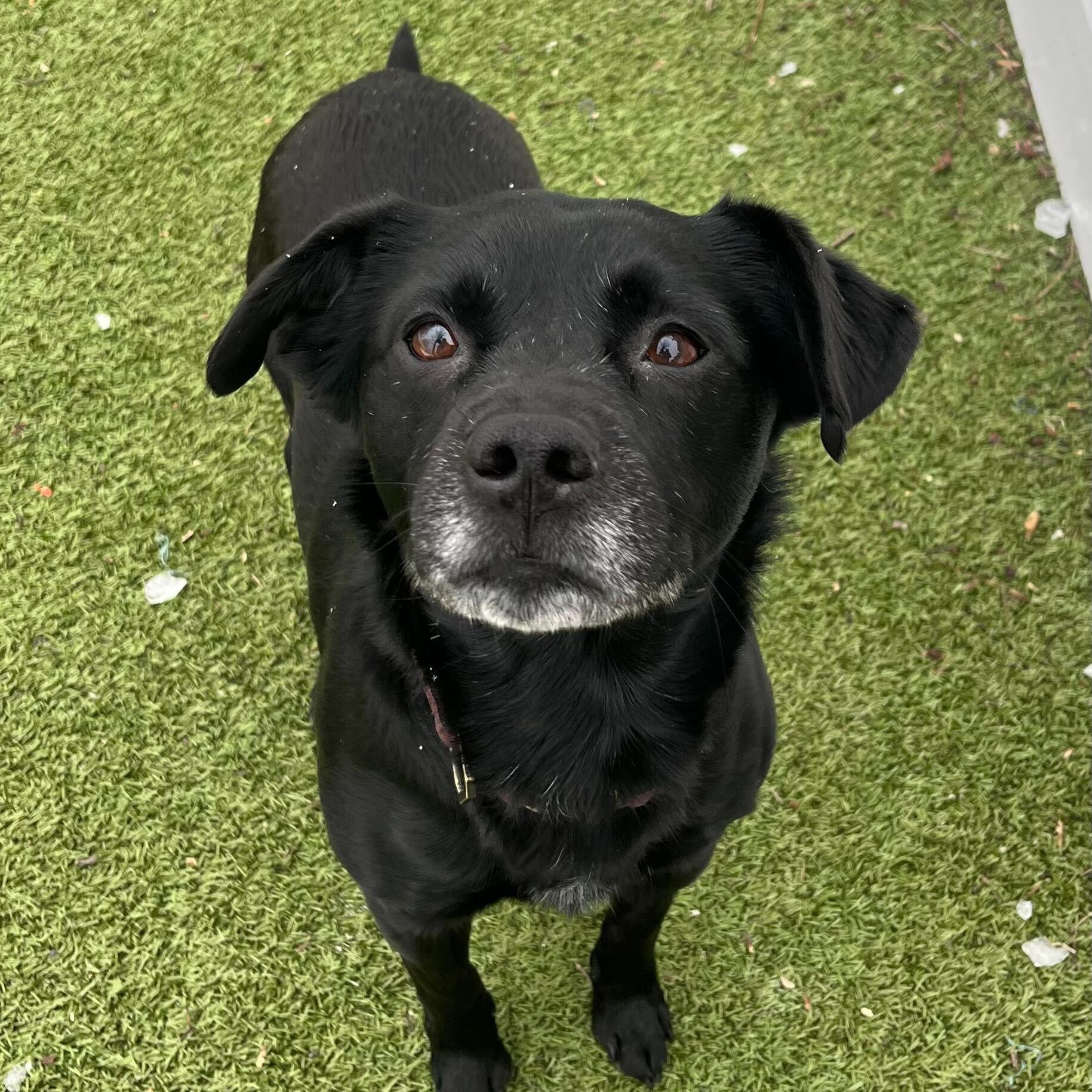 Knight, ADOPTABLE, Young Male Mixed Breed.