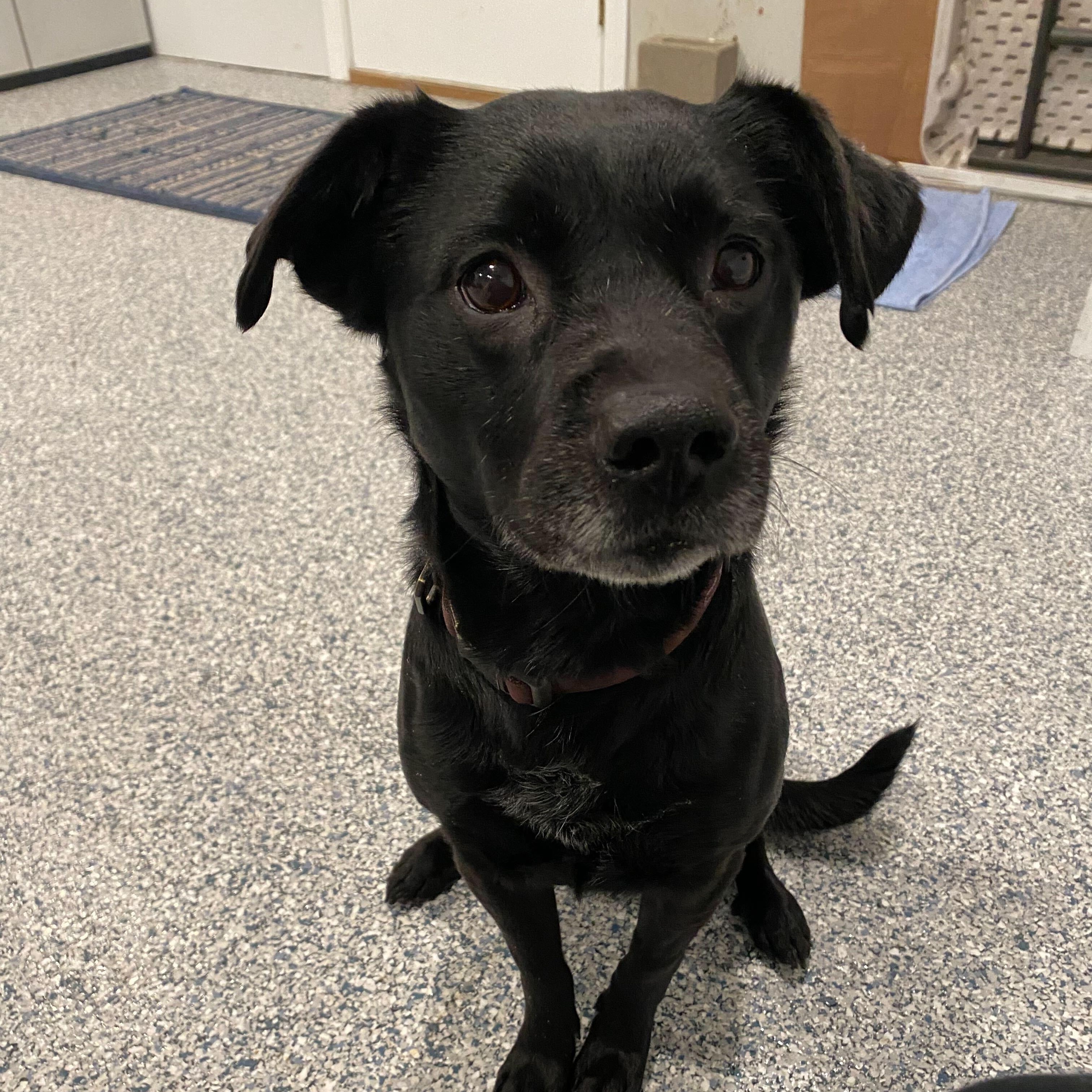 Knight, a ADOPTABLE Mixed Breed in New Bedford, MA image 3/3