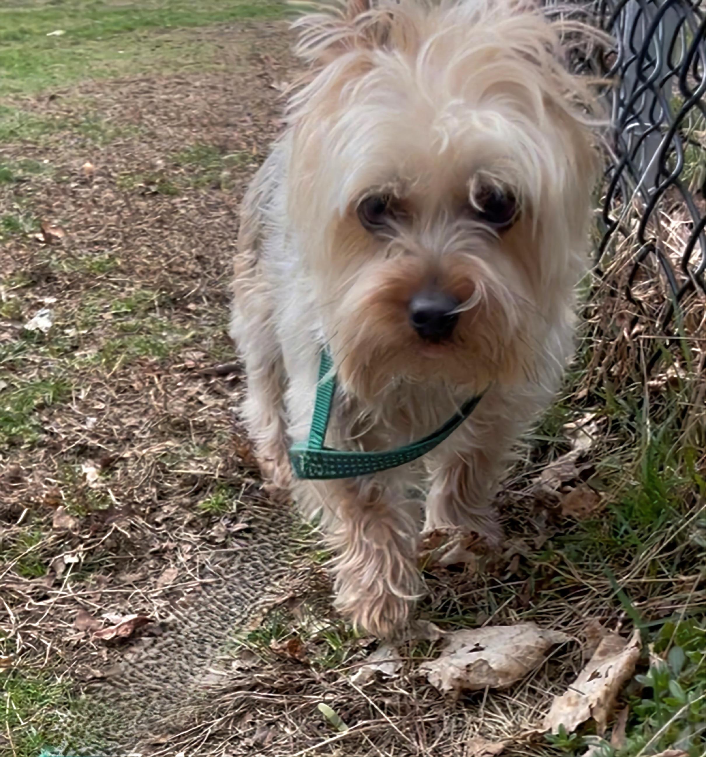 Enlarge Coco, a Adopted Yorkshire Terrier in Terryville, CT image 2/3