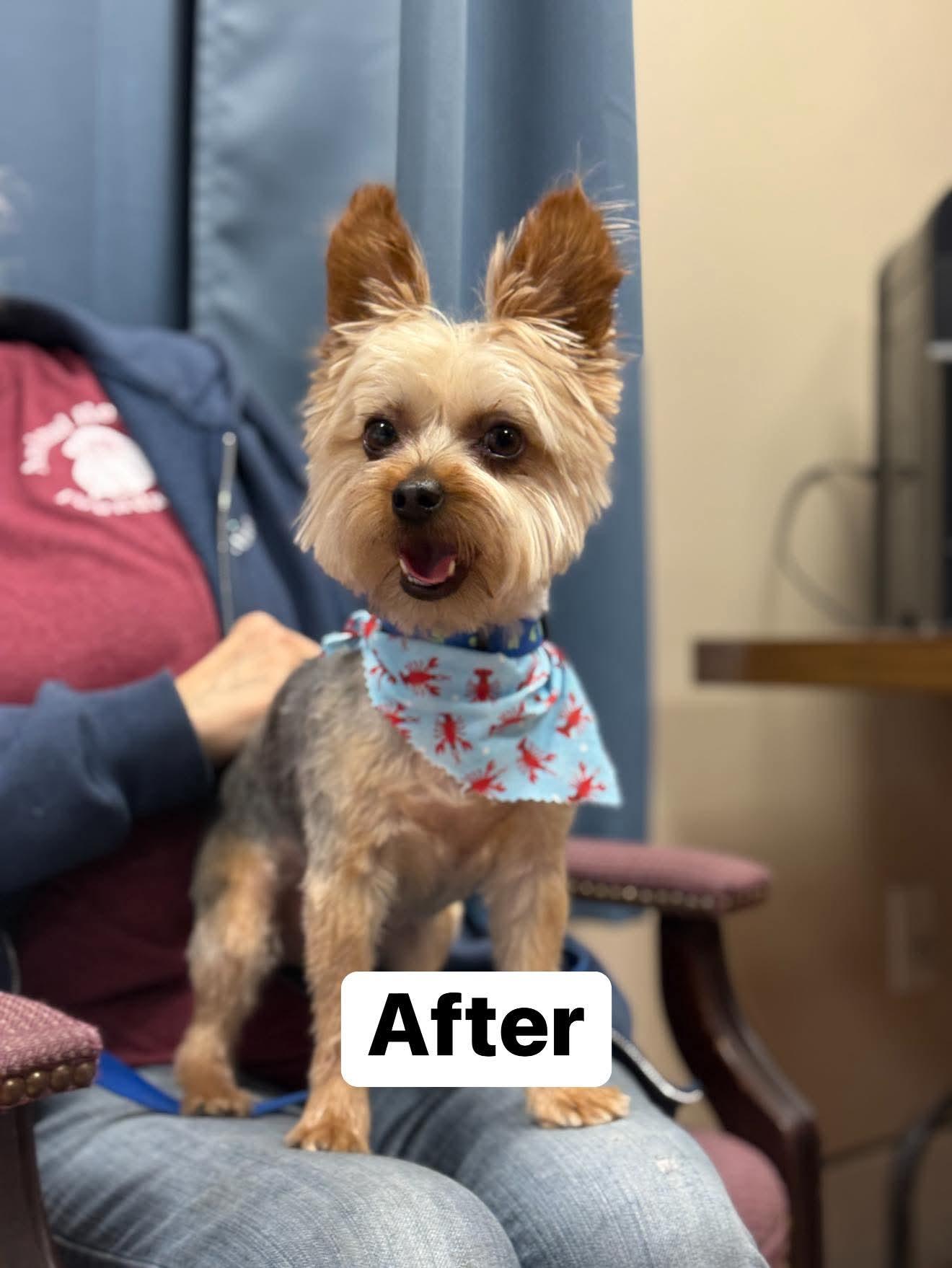 Enlarge Coco, a Adopted Yorkshire Terrier in Terryville, CT image 3/3