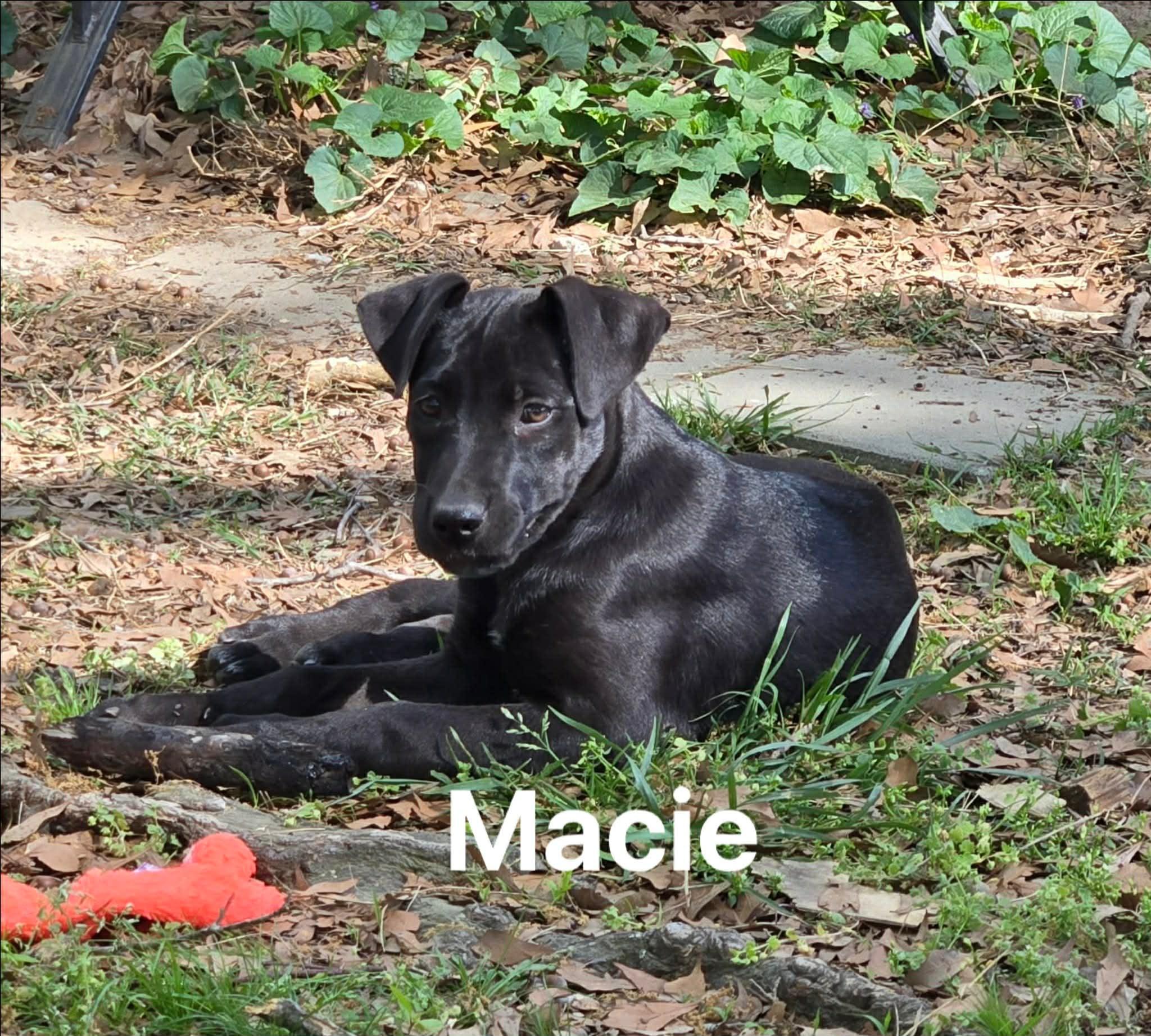 Enlarge Macie , a ADOPTABLE mixed breed in Douglas, MA image 2/4