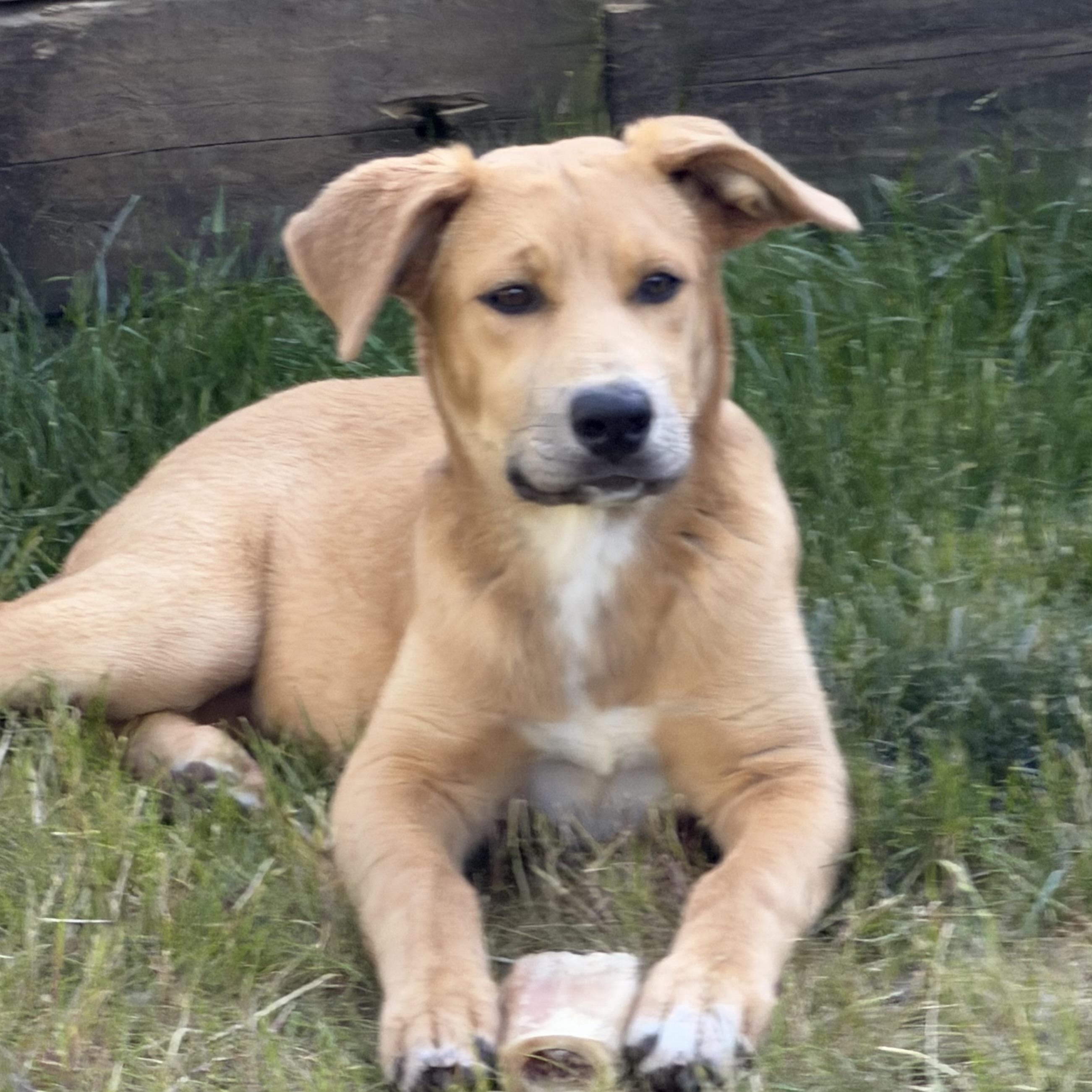 Enlarge Lucy, an adoptable mixed breed in Libertyville, IL image 1/6