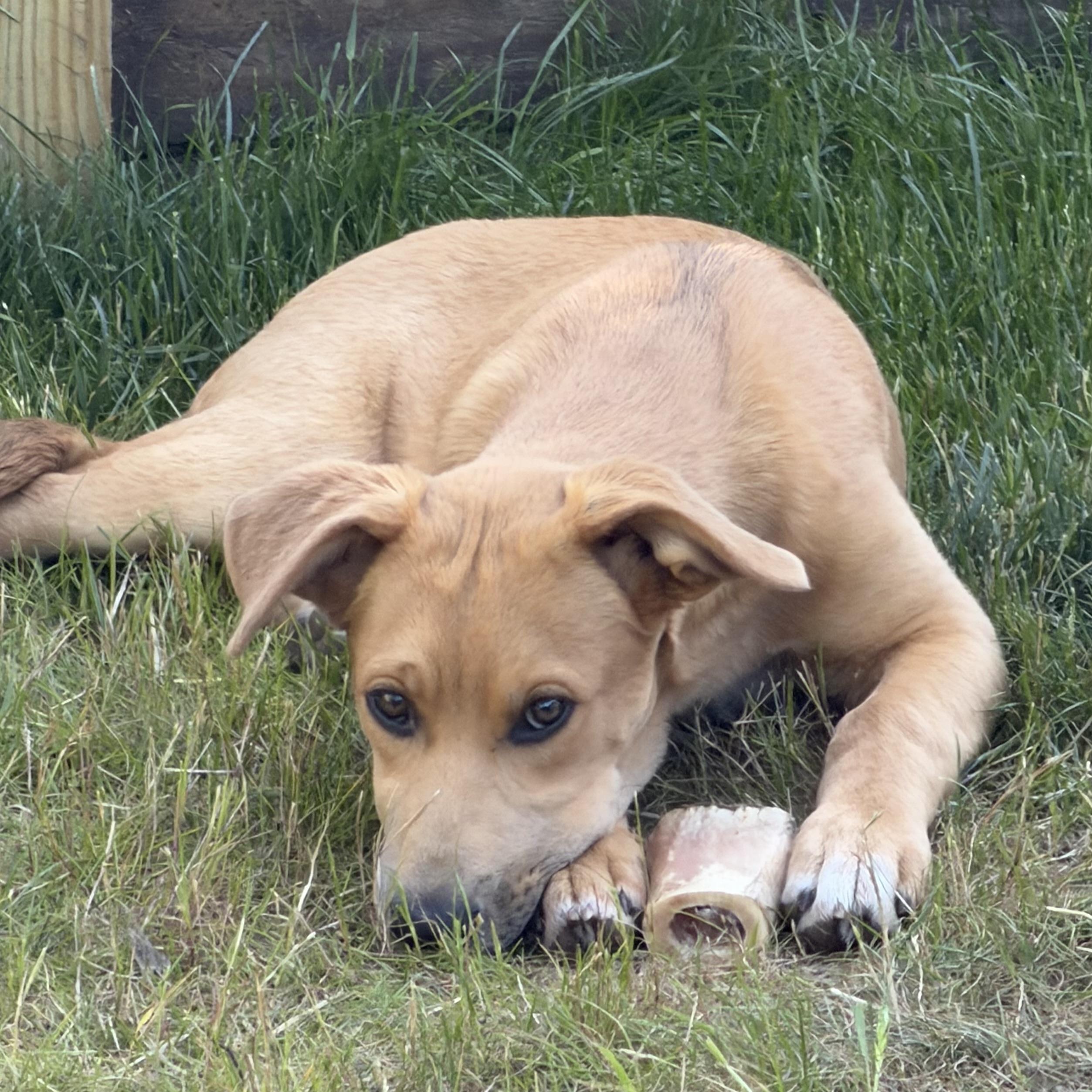 Enlarge Lucy, an adoptable mixed breed in Libertyville, IL image 2/6