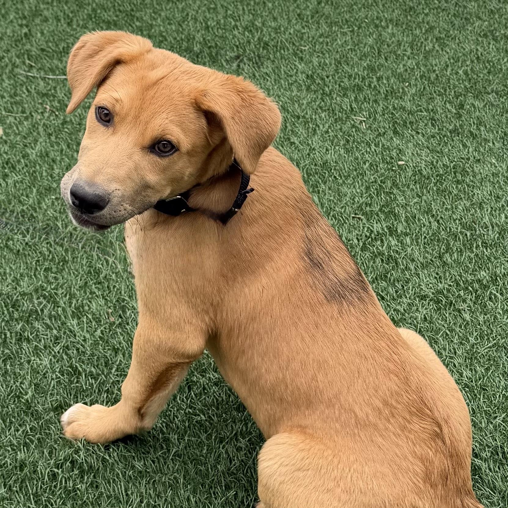 Enlarge Lucy, an adoptable mixed breed in Libertyville, IL image 3/6