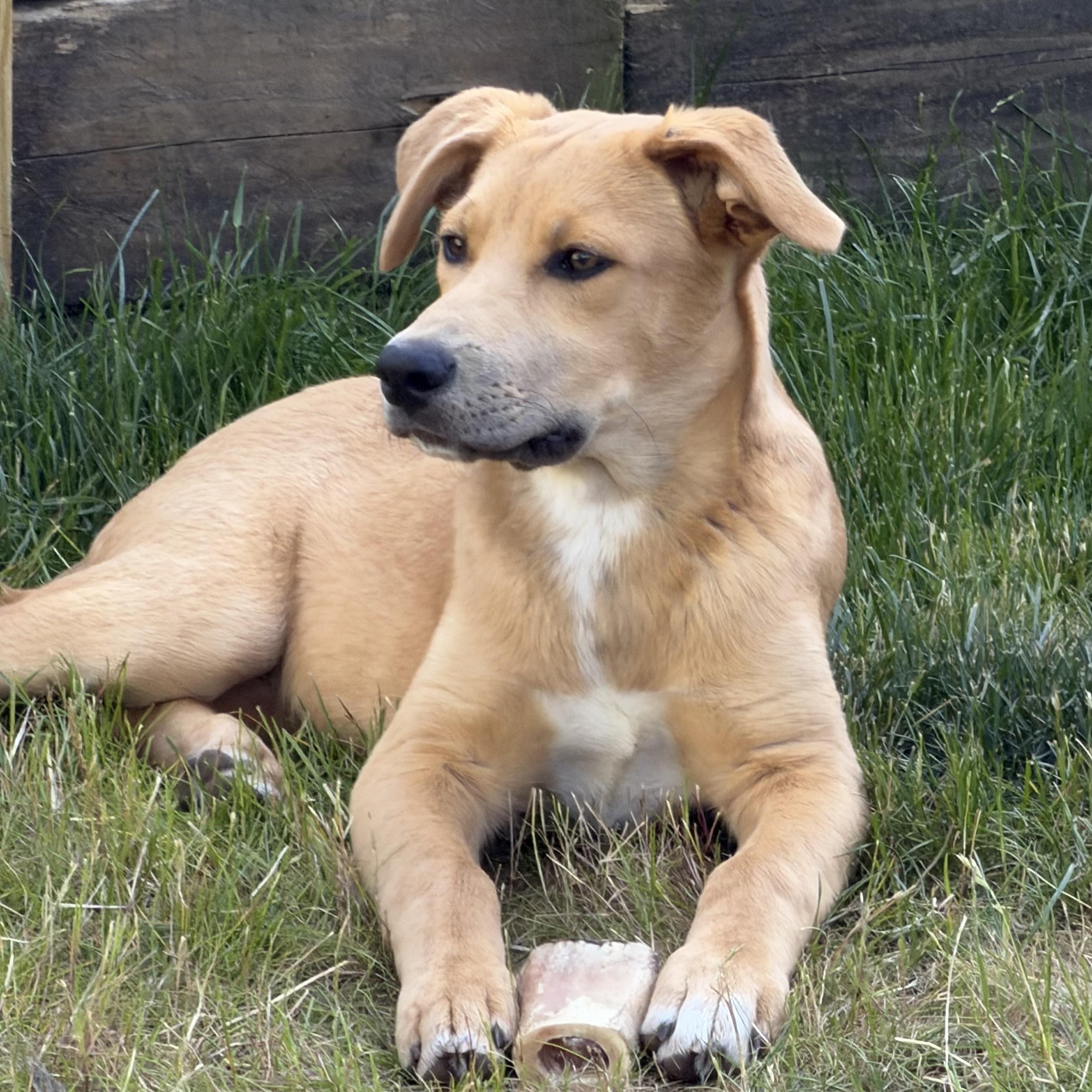 Enlarge Lucy, an adoptable mixed breed in Libertyville, IL image 6/6