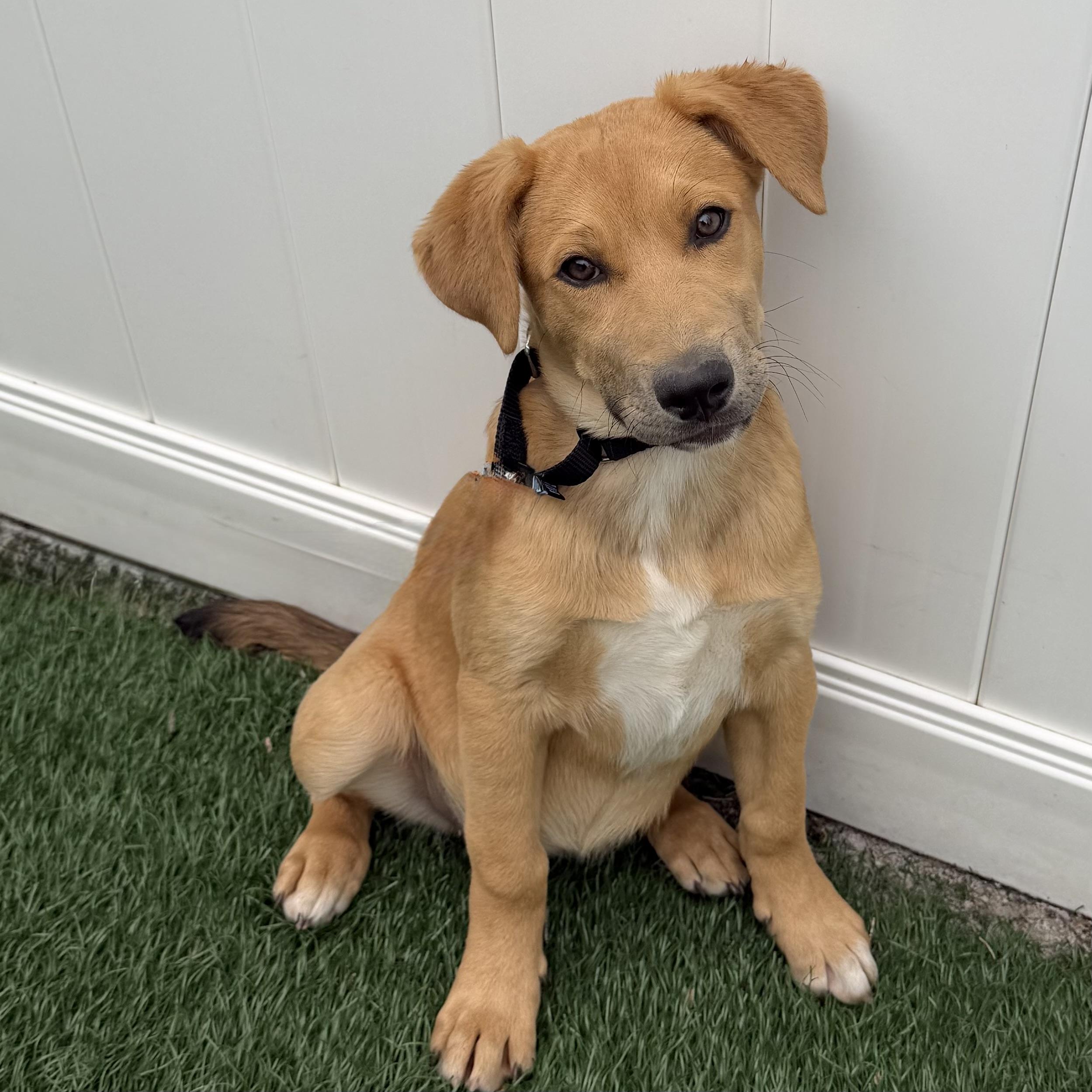 Enlarge Lucy, an adoptable mixed breed in Libertyville, IL image 5/6