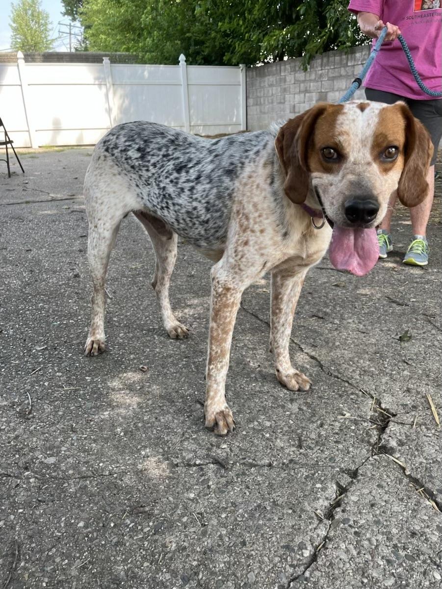 Enlarge Elvis - PLEASE HELP, a Adoptable mixed breed in Madison Heights, MI image 3/3