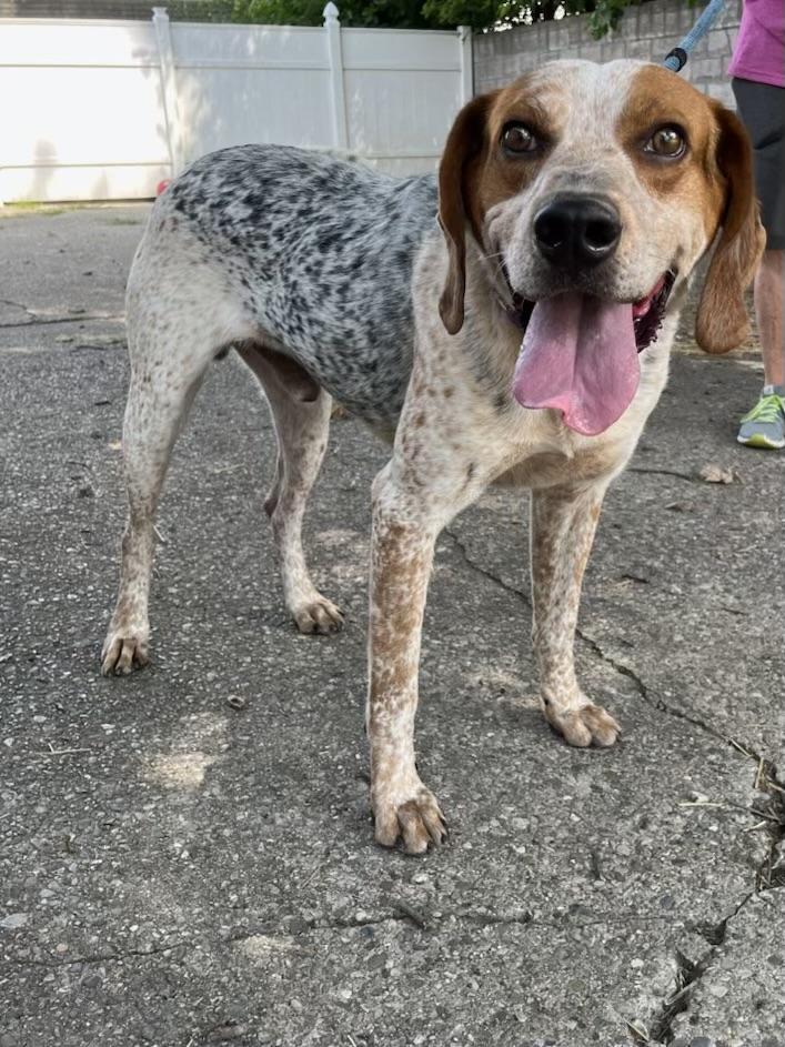 Enlarge Elvis - PLEASE HELP, a Adoptable mixed breed in Madison Heights, MI image 2/3