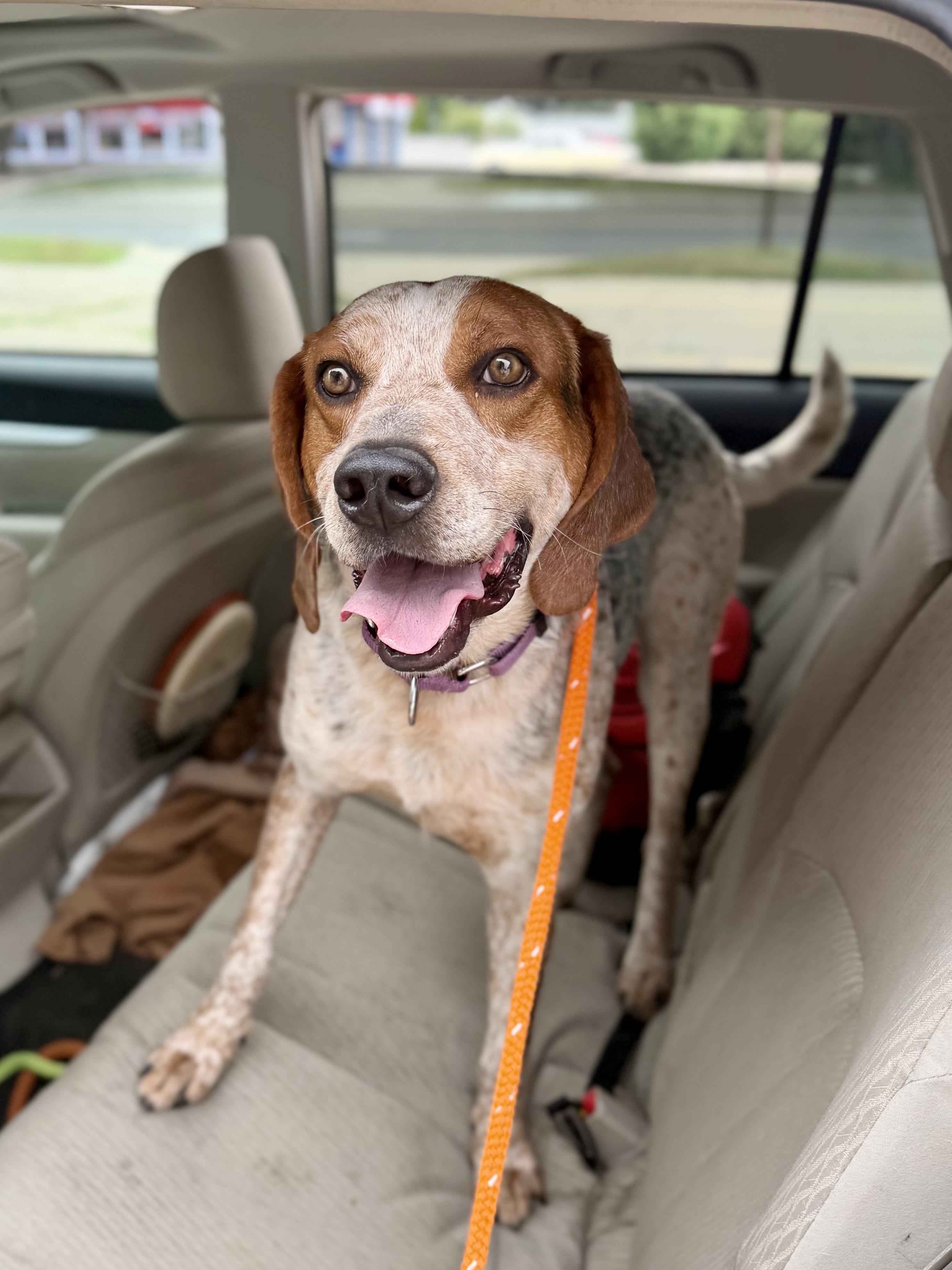 Elvis - PLEASE HELP, Adoptable, Adult Male Bluetick Coonhound & English Coonhound.