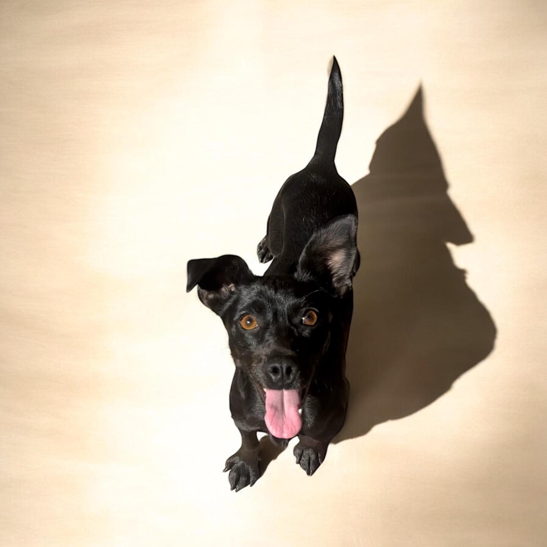 Enlarge Barista, a Adoptable mixed breed in San Diego, CA image 1/3