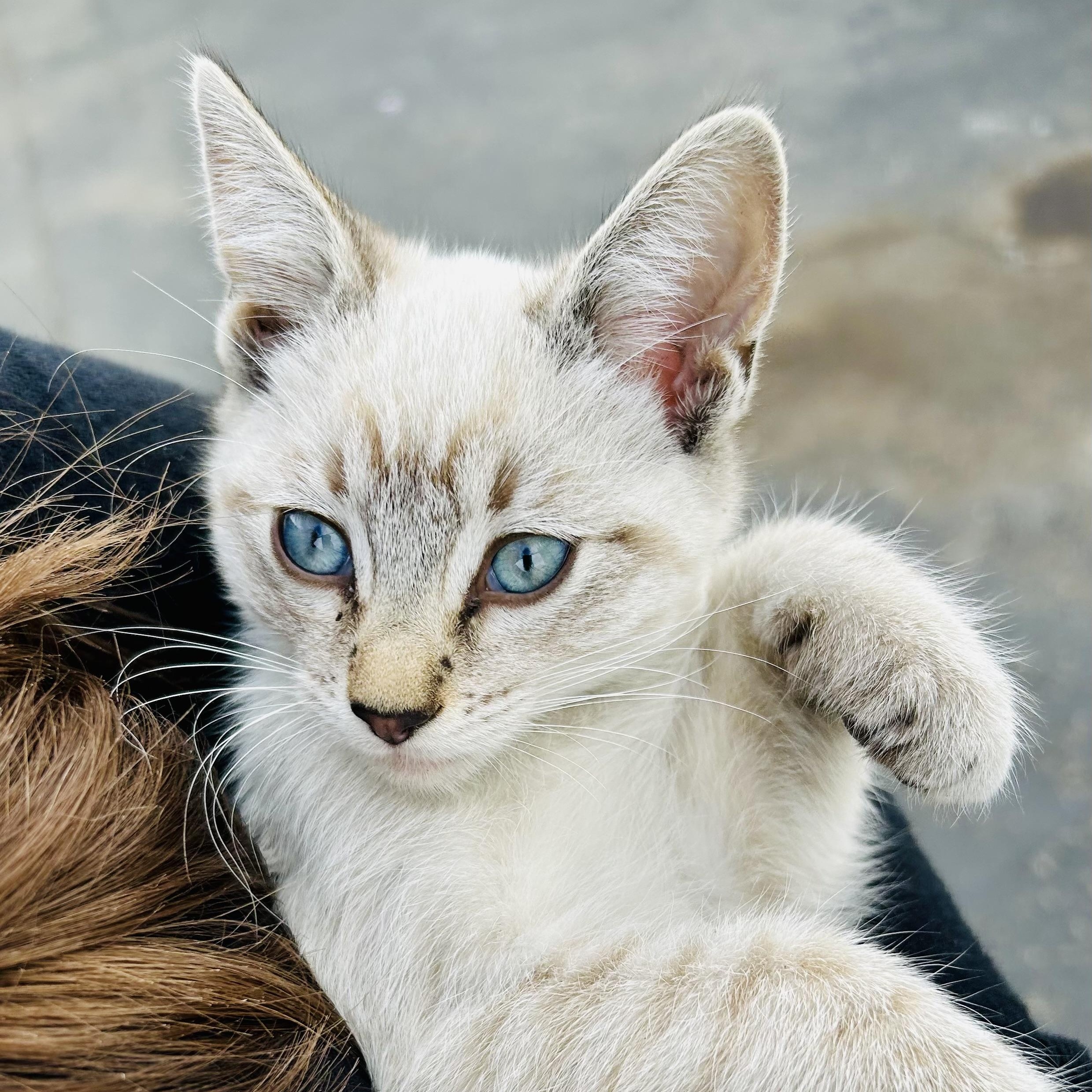 Henry & Willow (bonded pair), adopted, Kitten Male Siamese.