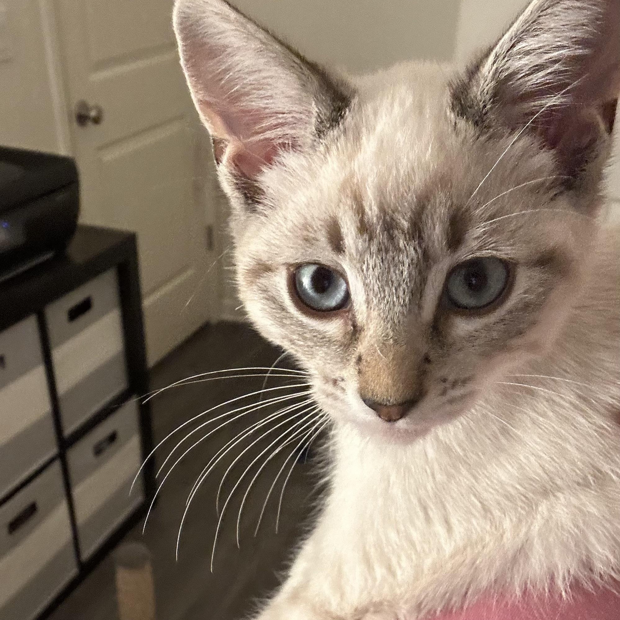 Enlarge Henry & Willow (bonded pair), an adopted Siamese in Sacramento, CA image 2/6