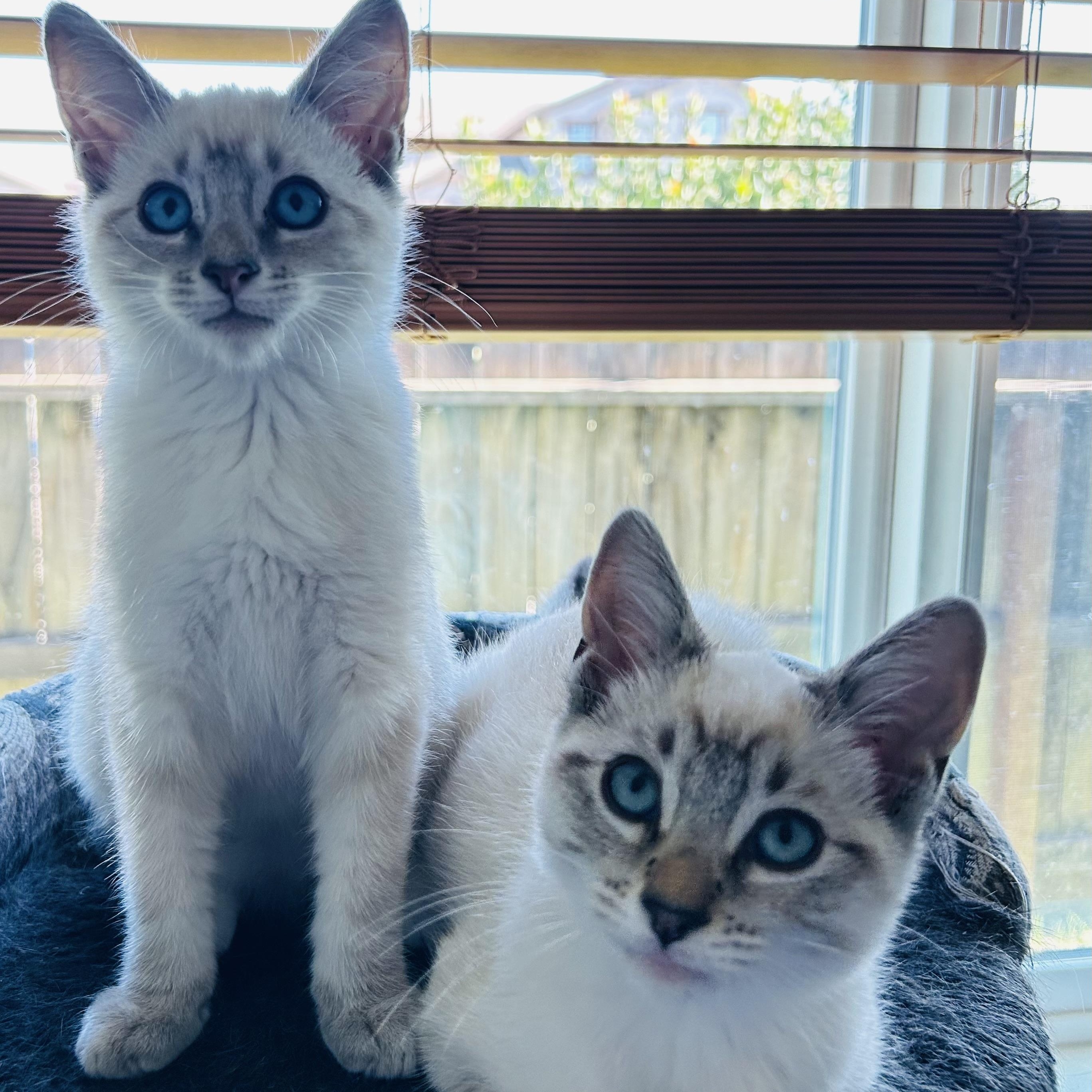 Henry & Willow (bonded pair)