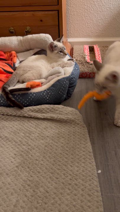Enlarge Henry & Willow (bonded pair), an adopted Siamese in Sacramento, CA video 3/6