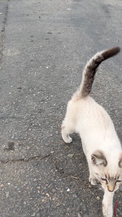 Enlarge Henry & Willow (bonded pair), an adopted Siamese in Sacramento, CA video 5/6