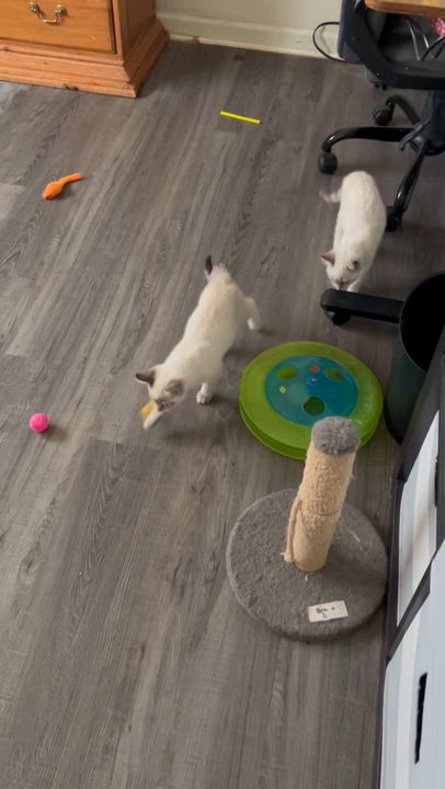 Enlarge Henry & Willow (bonded pair), an adopted Siamese in Sacramento, CA video 6/6