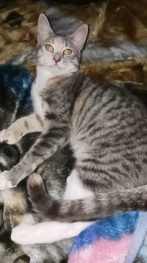 LUCY, Adopted, Young Female American Shorthair.