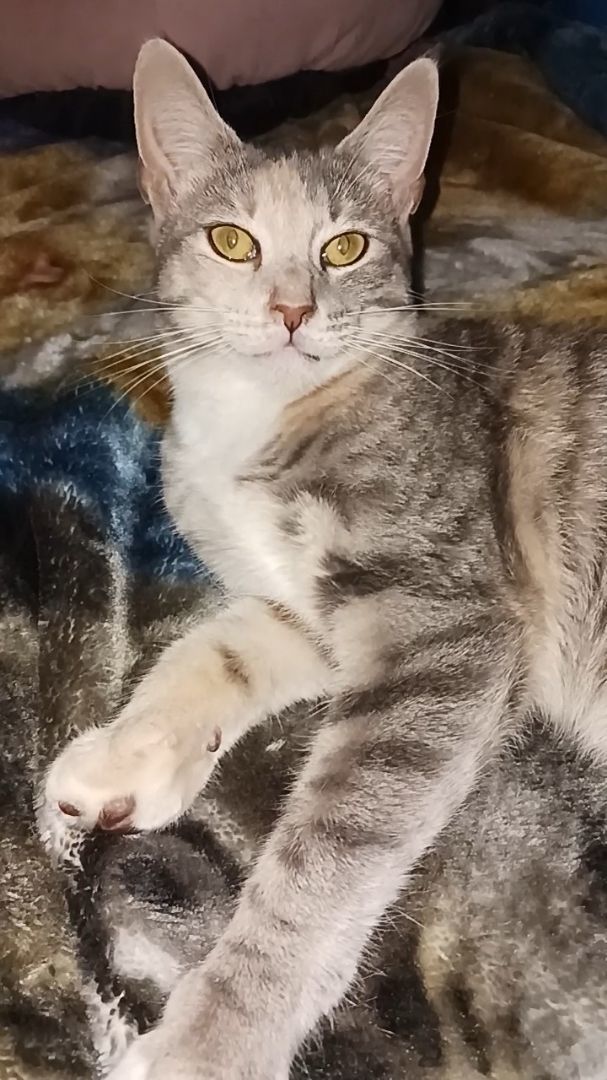 LUCY, Adopted, Young Female American Shorthair.