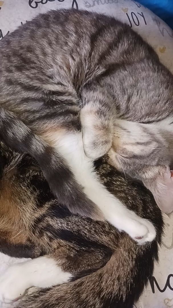 Enlarge LUCY, a Adopted American Shorthair in Nutley, NJ image 3/3