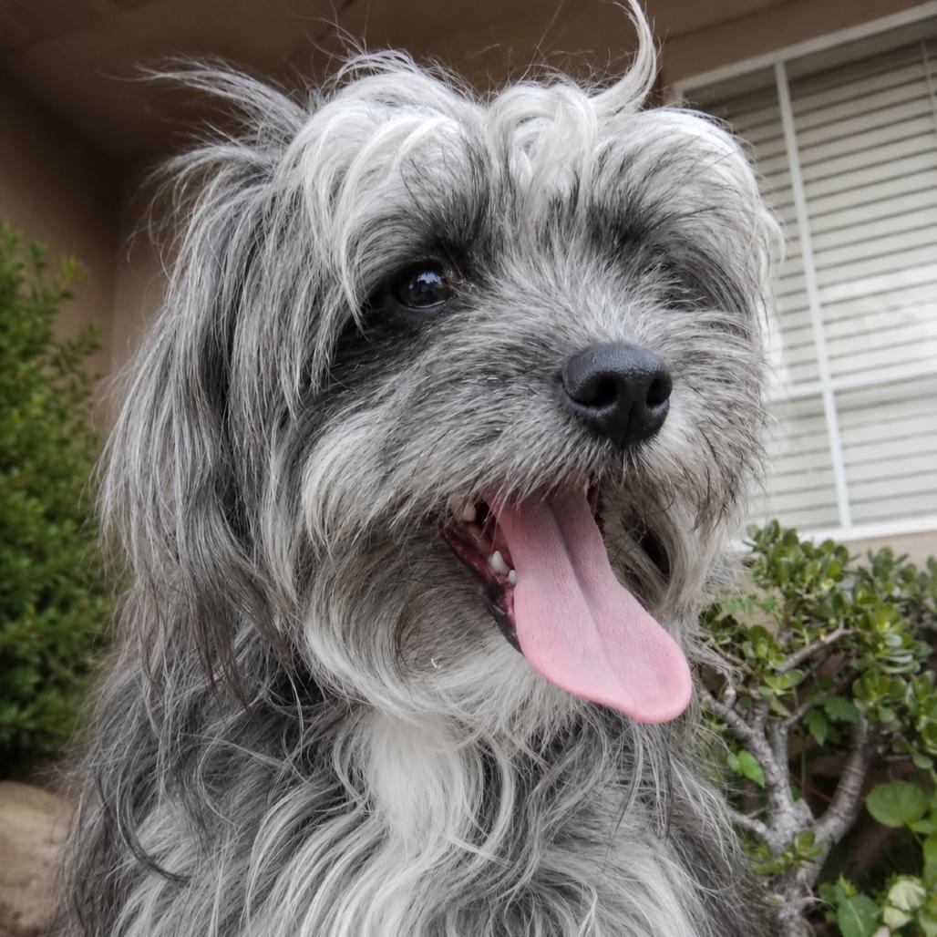 Coco, Adoptable, Adult Female Terrier.