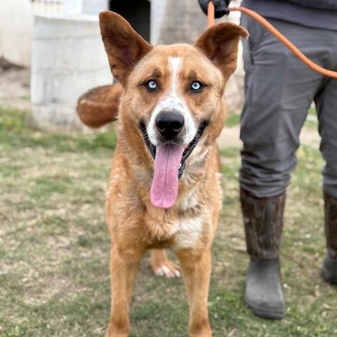 JOSEPH, a Adoptable mixed breed in Delano, CA image 2/6