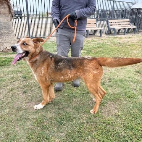 JOSEPH, a Adoptable mixed breed in Delano, CA image 6/6