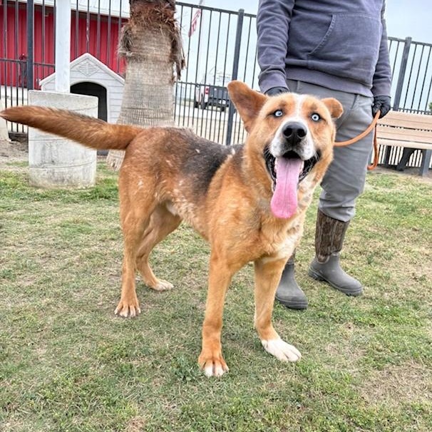 JOSEPH, a Adoptable mixed breed in Delano, CA image 5/6