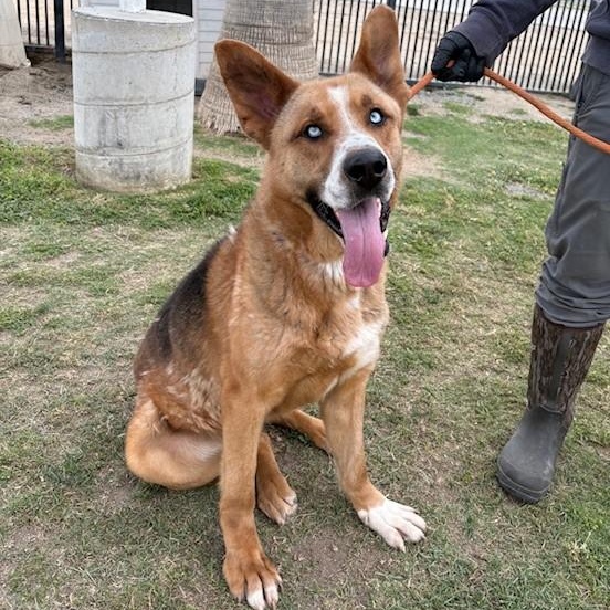 JOSEPH, a Adoptable mixed breed in Delano, CA image 1/6