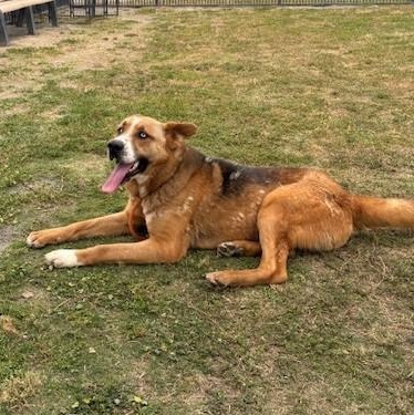 JOSEPH, a Adoptable mixed breed in Delano, CA image 4/6