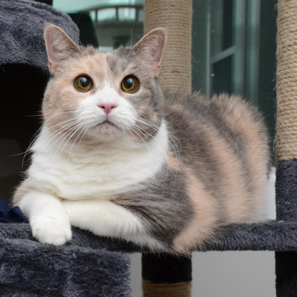 Cali S, Adoptable, Senior Female Domestic Medium Hair.