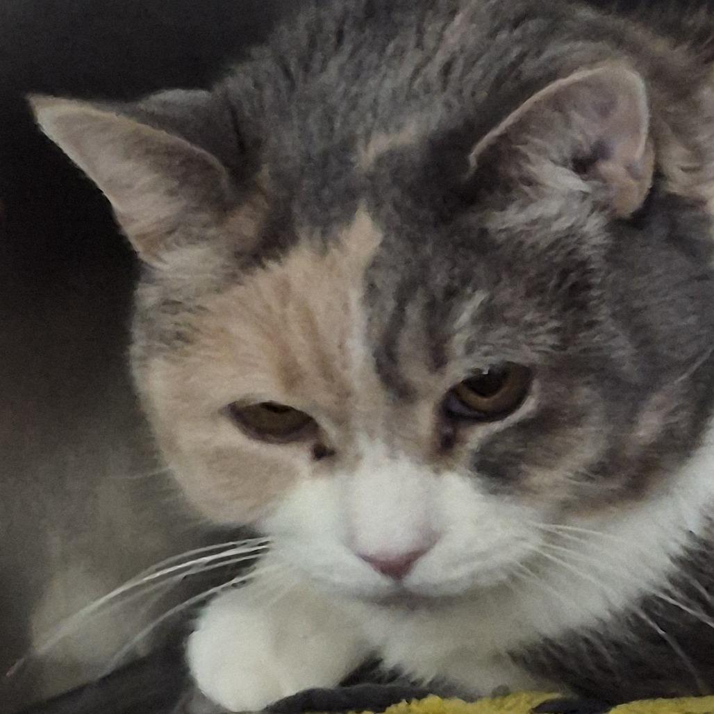 Enlarge Cali S, a Adoptable Domestic Medium Hair in Natick, MA image 2/6