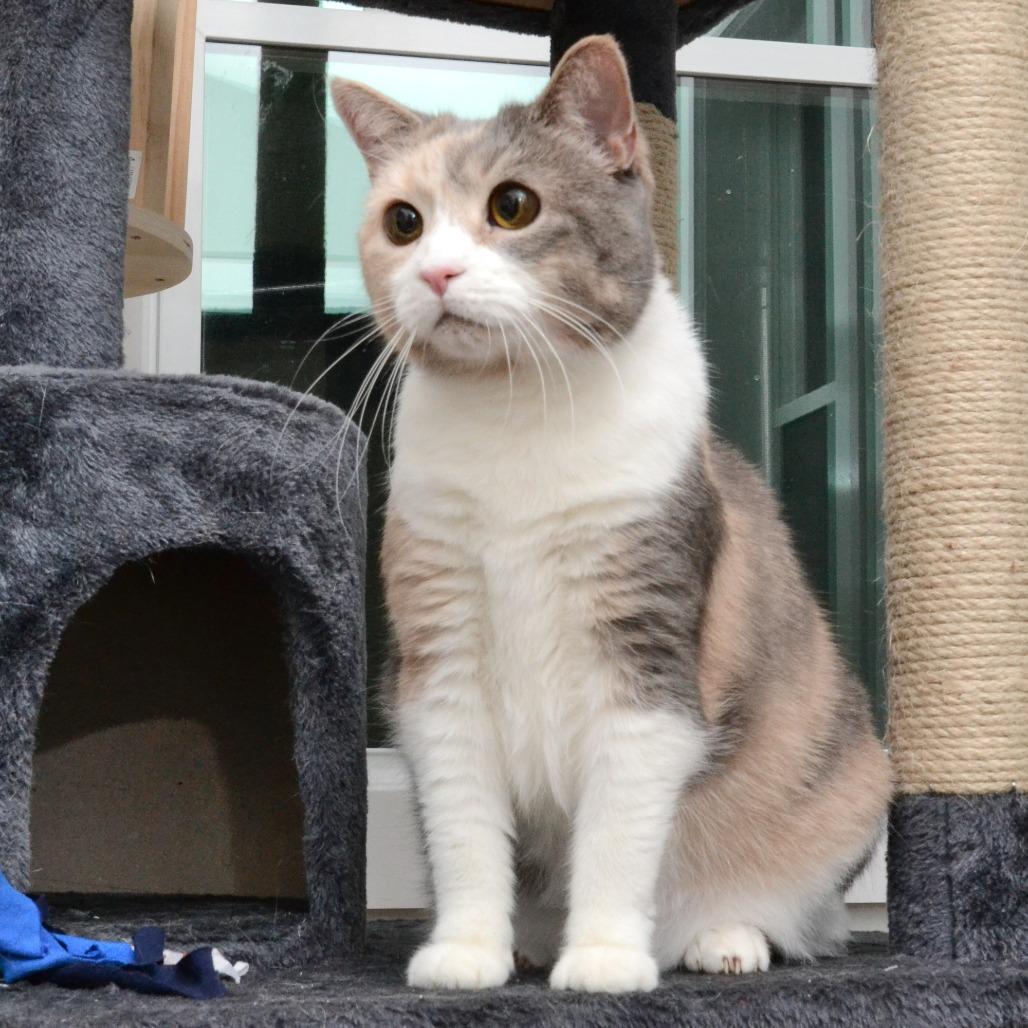 Enlarge Cali S, a Adoptable Domestic Medium Hair in Natick, MA image 3/6