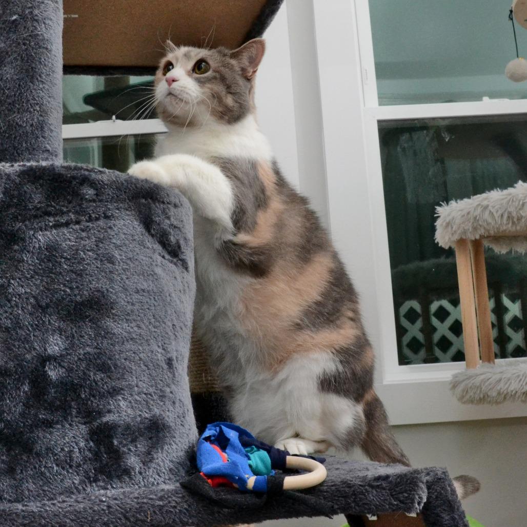 Enlarge Cali S, a Adoptable Domestic Medium Hair in Natick, MA image 4/6