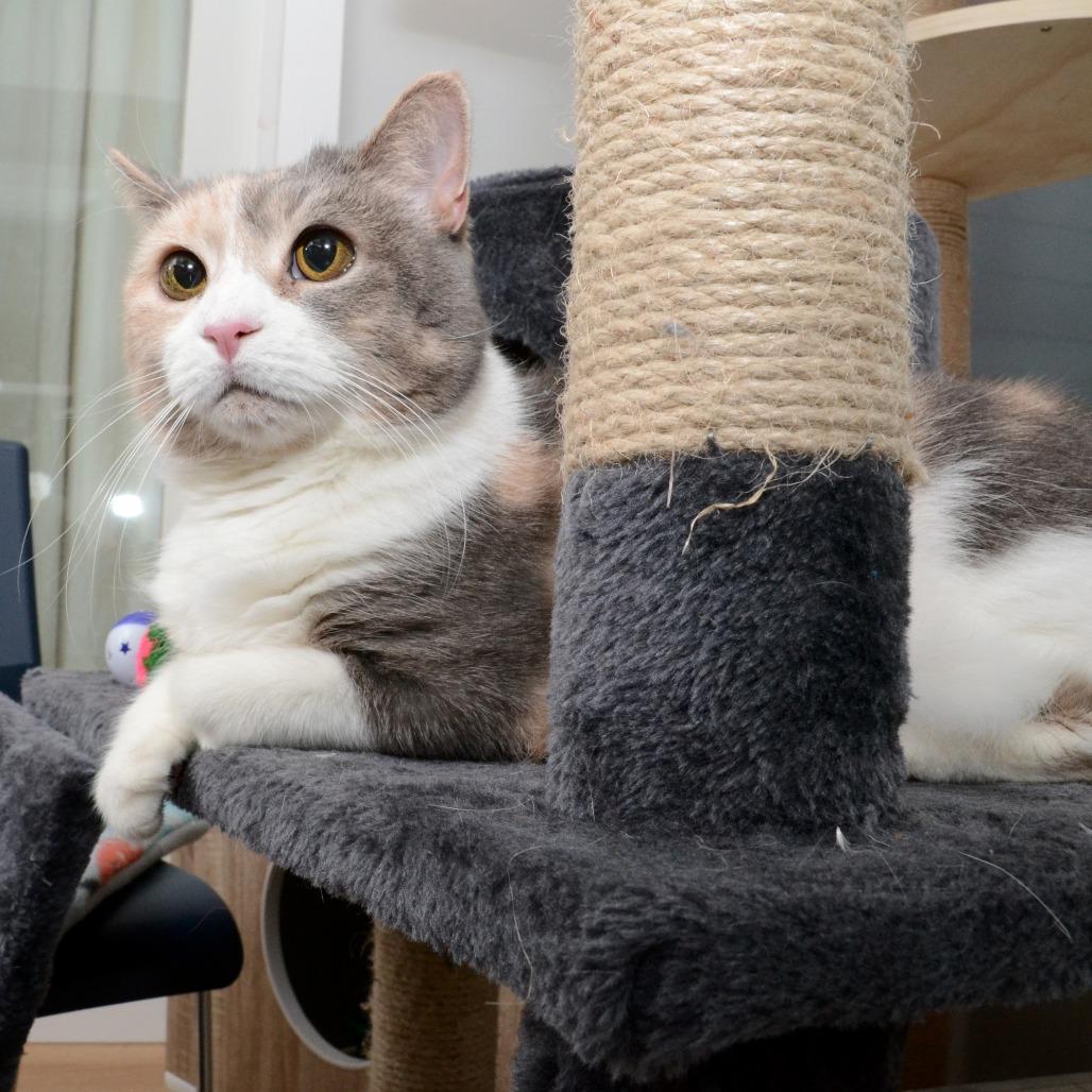 Enlarge Cali S, a Adoptable Domestic Medium Hair in Natick, MA image 5/6