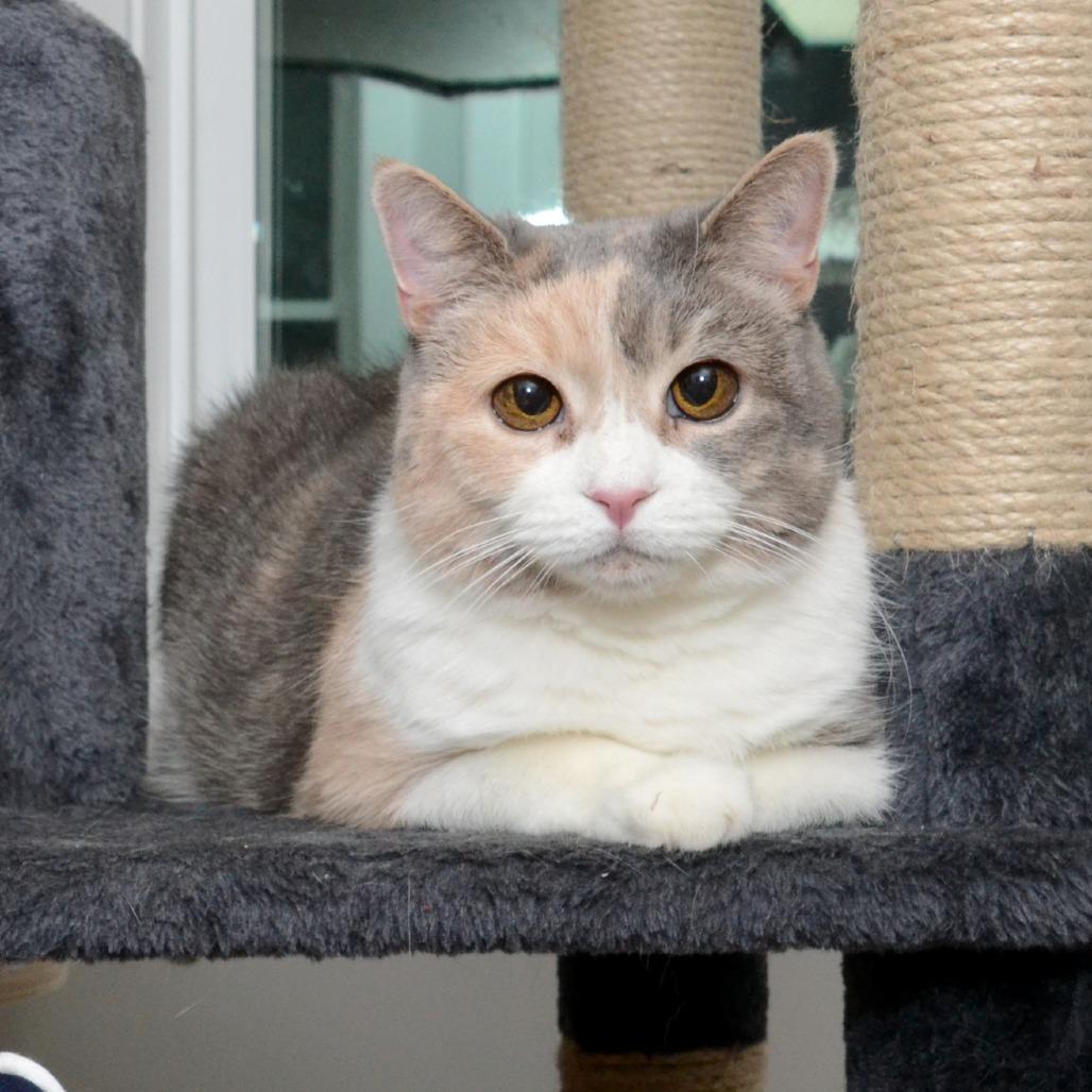 Enlarge Cali S, a Adoptable Domestic Medium Hair in Natick, MA image 6/6