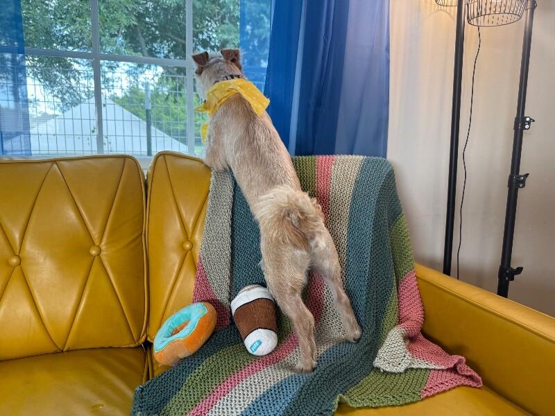 Tim Bits the tiny toy fiend