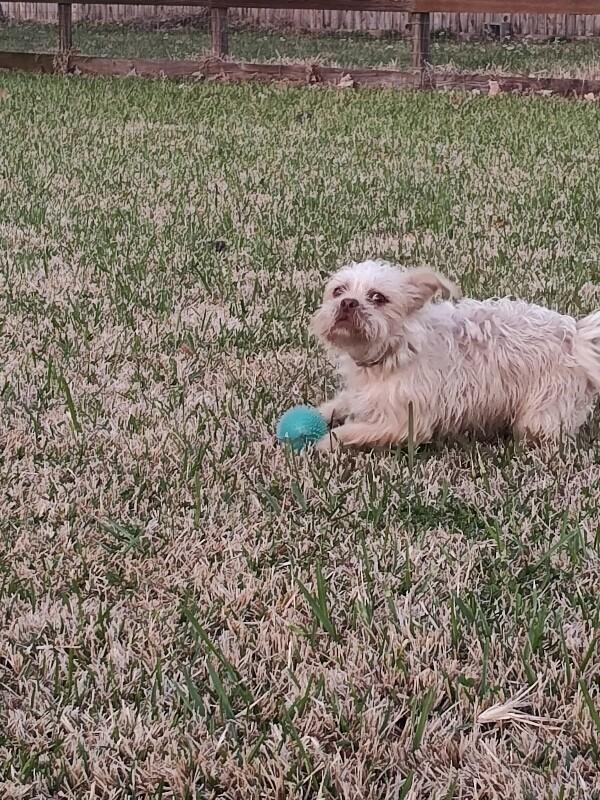 Tim Bits the tiny toy fiend — thumbnail 3