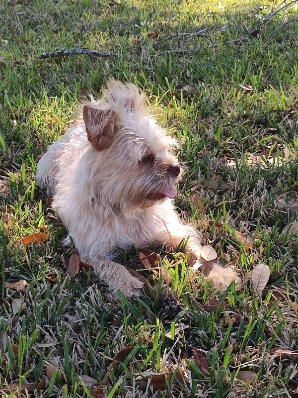 Tim Bits the tiny toy fiend — thumbnail 4