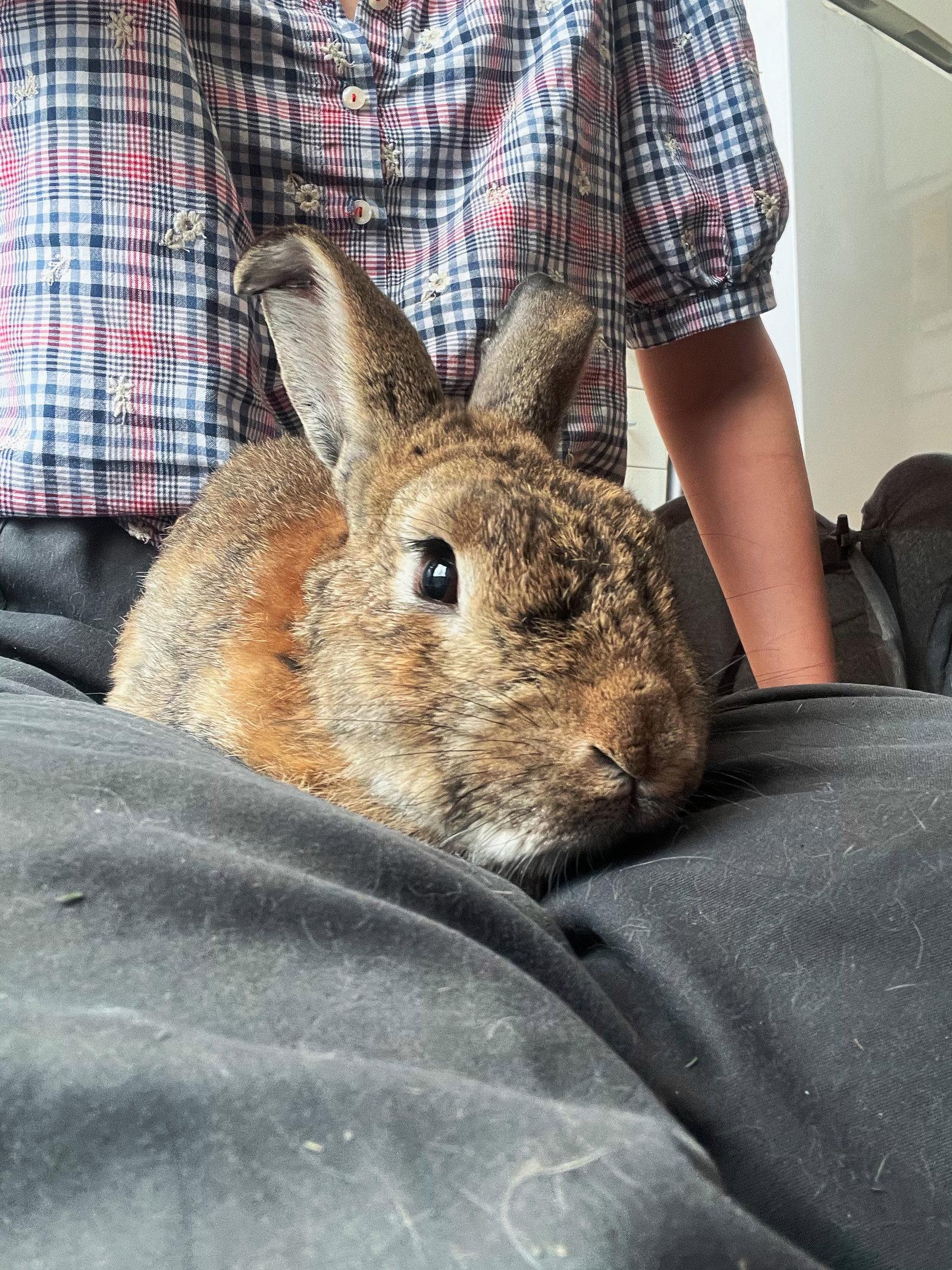 Van Gogh, a Adoptable American in Oakland, CA image 1/3